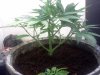 IMG20110622_002.jpg