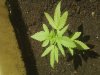 my bud.jpg