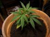 barking-mad-albums-first-grow-picture2174-g-biggest-about-2-3.jpg