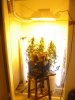 pot 062.jpg