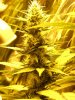 buds 007.jpg