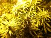 buds 004.jpg