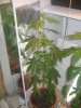 BUD 005.jpg