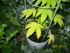 planter- day 64.jpg