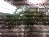 IMG00681-20110624-0030.jpg