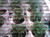 IMG00684-20110624-0031.jpg