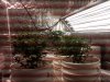 IMG00682-20110624-0030.jpg