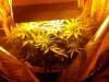 closeuptopgrow.jpg