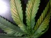 Inglewood-20110624-00049.jpg