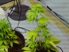 Grow 1 and 2, 062411 010.jpg Grow 1 and 2, 062411 010.jpg
