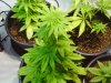 Grow 1 and 2, 062411 009.jpg Grow 1 and 2, 062411 009.jpg