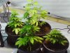 Grow 1 and 2, 062411 006.jpg Grow 1 and 2, 062411 006.jpg