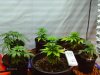 Grow 1 and 2, 062411 011.jpg Grow 1 and 2, 062411 011.jpg