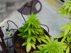 Grow 1 and 2, 062411 008.jpg Grow 1 and 2, 062411 008.jpg