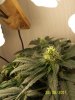 june 26 2011 004.jpg