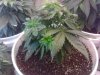 IMG_20110626_200151.jpg