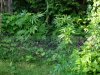 DSC03732.jpg