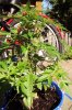 DSC03745.jpg