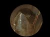 Small fly wing.jpg Small fly wing.jpg