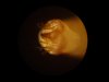 Catterpiller claw tip closer up.jpg Catterpiller claw tip closer up.jpg