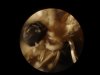 Small Moth face.jpg Small Moth face.jpg