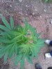 WP_000241.jpg
