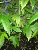 DSC00535.jpg