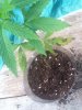 Plant1.jpg Plant1.jpg