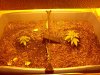IMG_20110628_190212.jpg
