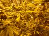 Flowering day 39 (7).jpg Flowering day 39 (7).jpg