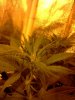 IMG_20110620_014344.jpg