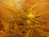 IMG_20110629_011654.jpg