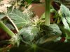 DSC00463.jpg