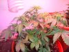 Blackbriar under 180 PG.jpg