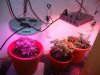 L-R bluediesel blackbriar cali haze.jpg L-R bluediesel blackbriar cali haze.jpg