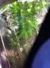 plant6.jpg plant6.jpg