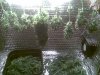 harvest.jpg