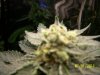100_1571.jpg