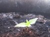 day 8 bagseed bucket grow.jpg