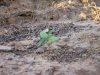 bagseed ground grow 3rd plant.jpg