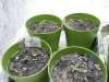 kush, ladyburn, lemon skunk 4 days under lights.jpg kush, ladyburn, lemon skunk 4 days under lights.jpg