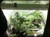 veg tent 7-1-11.jpg