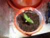 DSC00514.jpg