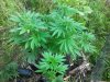 IMG_20110701_171453.jpg