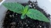 2011-07-03_10-33-27_671.jpg 2011-07-03_10-33-27_671.jpg