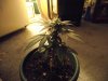 DSCF1101.jpg