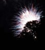 treeburst.jpg