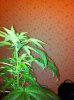IMG_0050.jpg