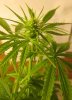 a_f20_bud.jpg