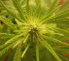 af20bud.JPG